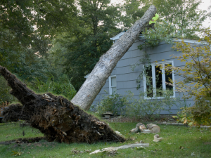 Damaged roof from fallen tree branch
